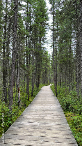 A path in the forest with trees