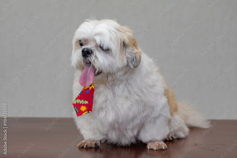 Beautiful shih tzu puppy in selective focus Beautiful shih tzu puppy in selective focus