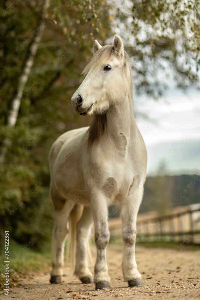 A white icelandic horse gelding in autumn outdoors, farmland background