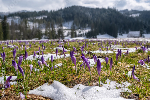 Crocus Purple spring flower growth in the snow in mountains.