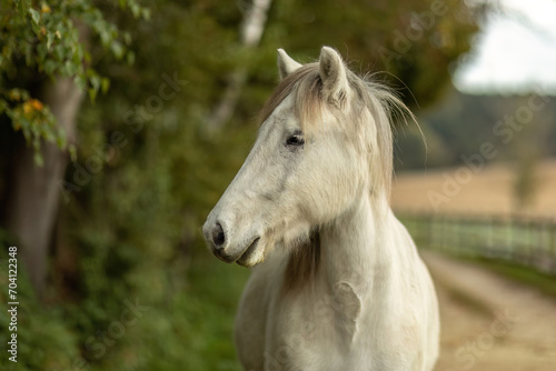 A white icelandic horse gelding in autumn outdoors, farmland background