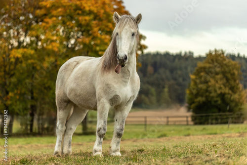 A white icelandic horse gelding in autumn outdoors  farmland background