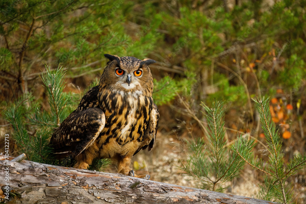 Owl at sunset. Eurasian eagle owl, Bubo bubo, perched on rotten trunk in pine forest. Beautiful owl with orange eyes and tufts. Wildlife autumn nature. Bird in natural habitat. Pine seedlings. Owl at sunset. Eurasian eagle owl, Bubo bubo, perched on rotten trunk in pine forest. Beautiful owl with orange eyes and tufts. Wildlife autumn nature. Bird in natural habitat. Pine seedlings.