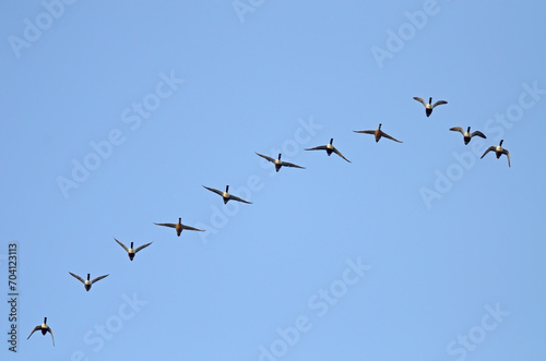 A group of Northern Shoveler (Spatula clypeata) flying over Lake Burdur.