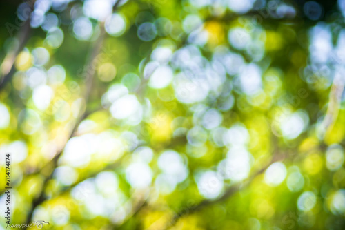 Blurred leaf background bokeh, blurred image