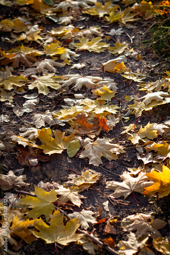 Yellow maple leaves on the ground in autumn on a sunny day. Fallen tree leaves on the grass. Autumn period, falling leaves from trees. Yellow colors. Autumn landscape Yellow maple leaves on the ground in autumn on a sunny day. Fallen tree leaves on the grass. Autumn period, falling leaves from trees. Yellow colors. Autumn landscape