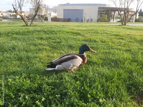 duck in the park