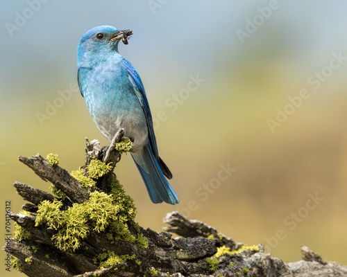 Male Mountain Bluebird With Ant-Flathead County, Montana