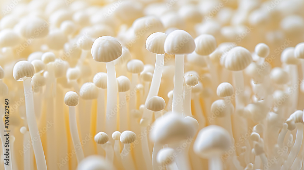 Enoki mushrooms Enoki mushrooms