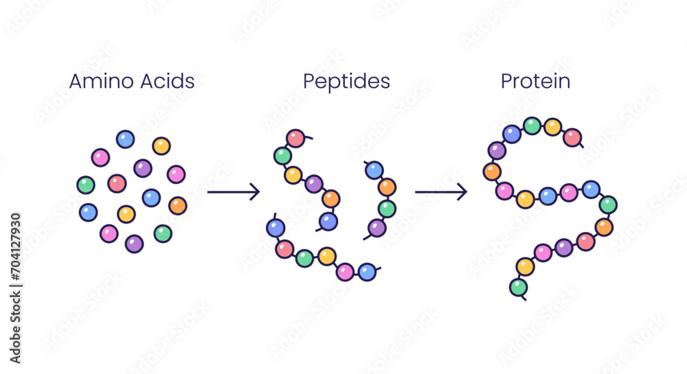 Vector Illustration of Amino acids structure, peptides and proteins molecular model. Scientific symbols Vector Illustration of Amino acids structure, peptides and proteins molecular model. Scientific symbols