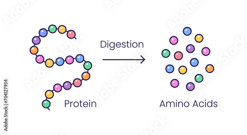 Vector illustration of protein digestion. Protease enzyme effect on protein molecule photo