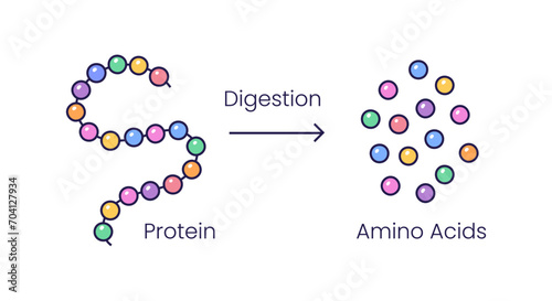 Vector illustration of protein digestion. Protease enzyme effect on protein molecule