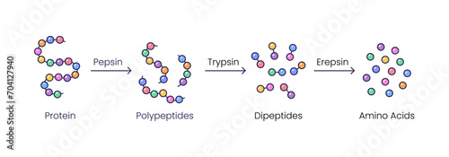 Vector illustration of protein digestion. Pepsin, trypsin and erepsin enzymes effect on protein molecule photo