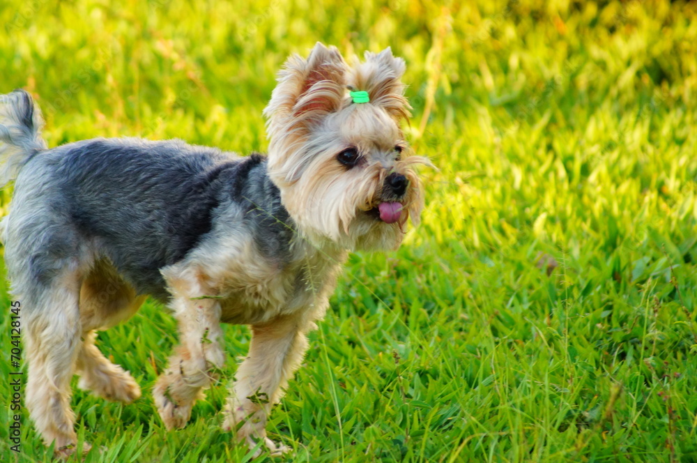 yorkshire dog on green lawn