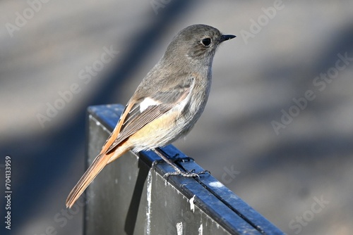 A female daurian redstart. A Muscicapidae migratory bird with white spots on its wings. Females have a grayish overall body color compared to the bright males.