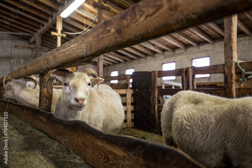 Fototapeta Naklejka Na Ścianę i Meble -  sheep farming iceland