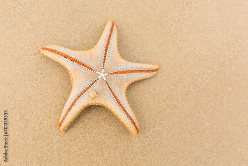 starfish Moreton Island, Australia