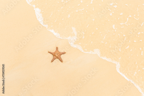 starfish Moreton Island, Australia