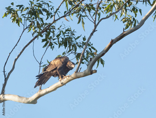 Wedge tailed eagle in a tree photo