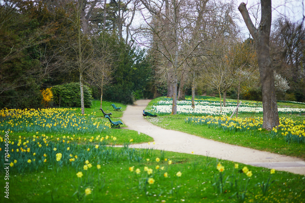 Many yellow jonquils in the green grass in a park of Paris, France on a nice spring day Many yellow jonquils in the green grass in a park of Paris, France on a nice spring day