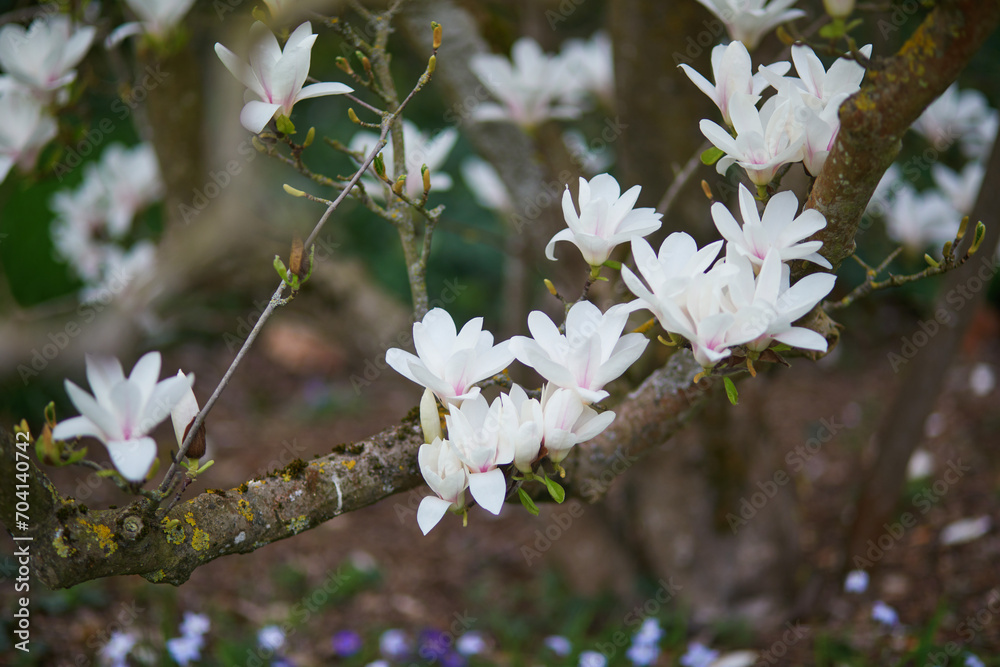 White magnolia in full bloom on a Parisian street on a spring day White magnolia in full bloom on a Parisian street on a spring day