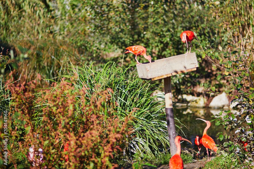 Many pink scarlet ibises in zoological park in Paris Many pink scarlet ibises in zoological park in Paris