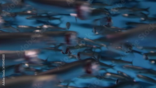 School of Northern Anchovies