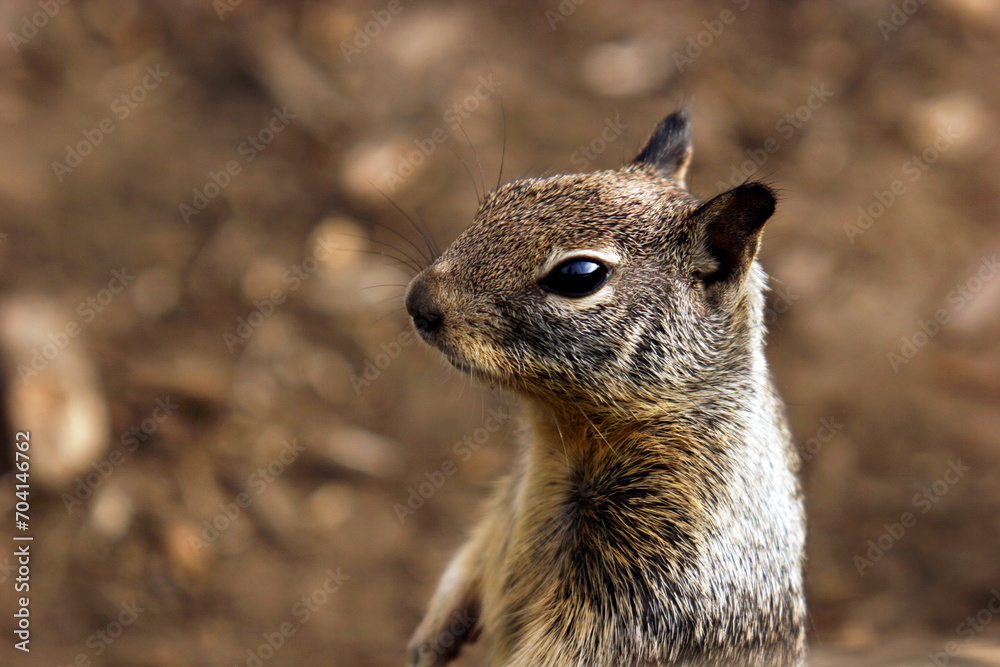Naklejka premium A cute California Ground Squirrel standing on its hind legs and looking away.