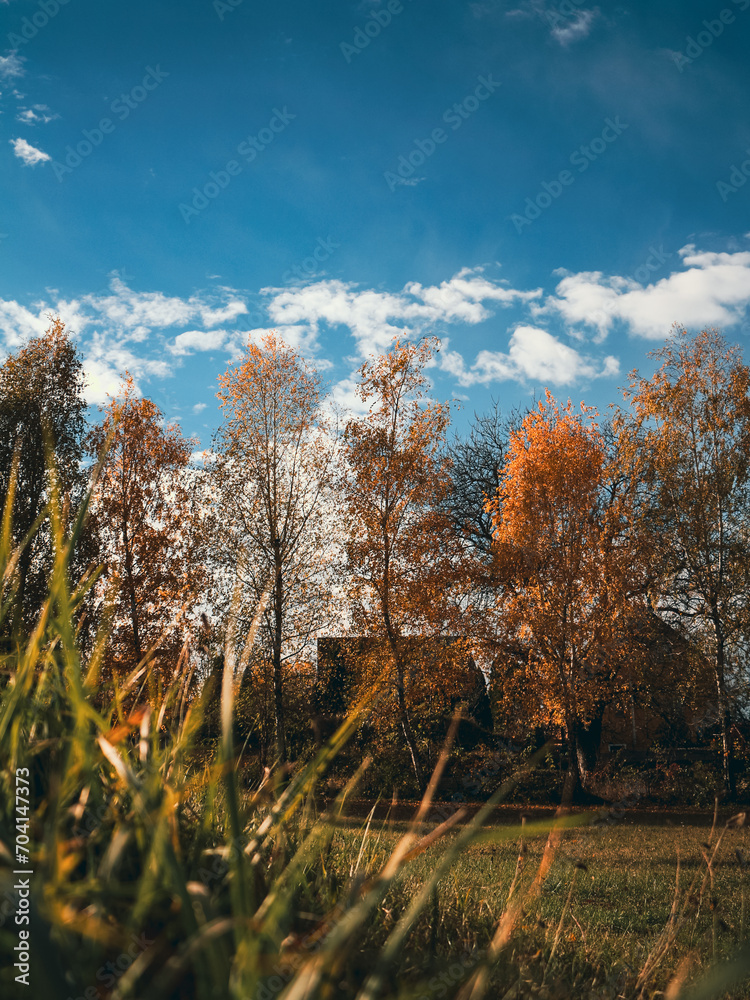 Fototapeta premium autumn in the forest