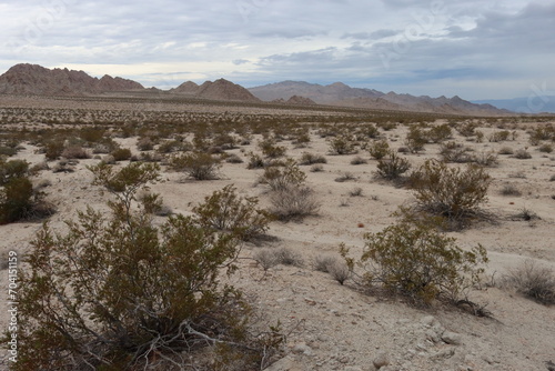 Creosote Bush Scrub, consisting of Larrea Tridentata and associates, is a dominant native plant community of the Southern Mojave Desert.