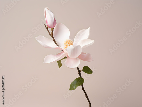 Magnolia flower in studio background  single magnolia flower  Beautiful flower images