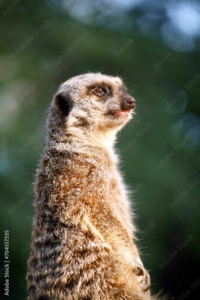 Fototapeta premium Medium portrait of a meerkat.