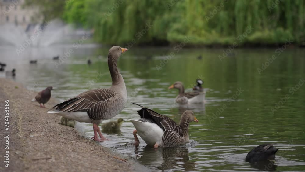 Long lens shot of two greylag geese entering a busy lake with lots of birds and a fountain in the distance, at St James's Park in Westminster, London in the spring Long lens shot of two greylag geese entering a busy lake with lots of birds and a fountain in the distance, at St James's Park in Westminster, London in the spring