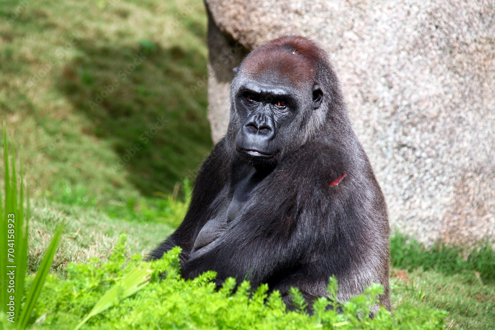 Silverback Gorilla looking at the camera. Silverback Gorilla looking at the camera.