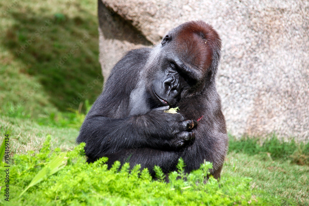 A beautiful Silverback Gorilla looking at the cut on his shoulder.