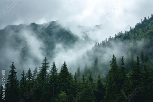 Misty mountain range with fog and pine trees