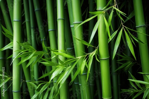 Lush green bamboo forest in daylight, bamboo forest background