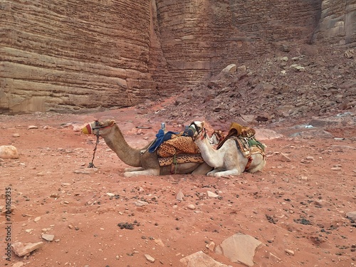 camels in the desert of Wadi Rum, Hashemite Kingdom of Jordan photo