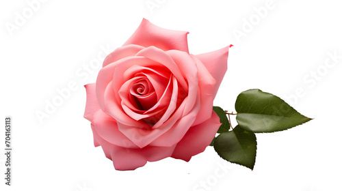 Single red rose standing elegantly against a pale pink background  a timeless symbol of love and beauty.