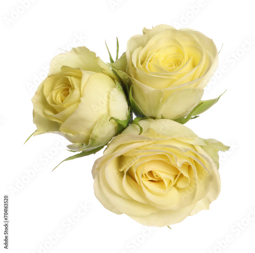 Beautiful fresh yellow roses isolated on white