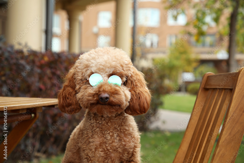 Cute fluffy dog with sunglasses in outdoor cafe