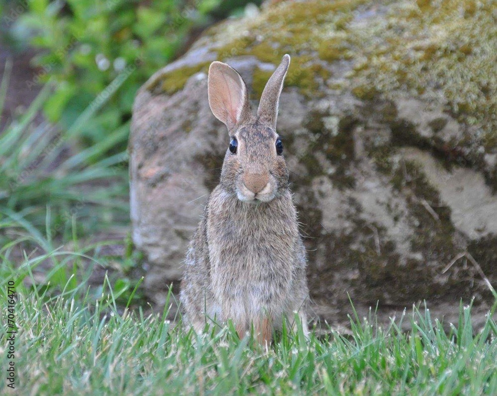 Fototapeta premium rabbit in the grass