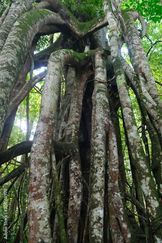 Ficus benjamina in Borneo Forest photo