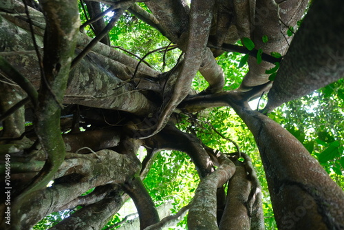 Ficus benjamina in Borneo Forest photo