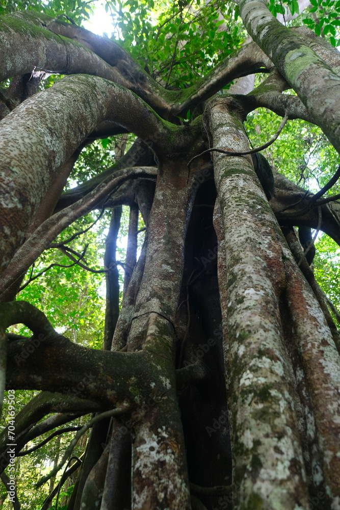 Fototapeta premium Ficus benjamina in Borneo Forest