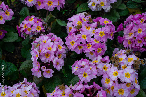 Fototapeta Naklejka Na Ścianę i Meble -  Tender pink garden flowers. Beautiful flower garden. The garden is filled with various types and colors of flowers that are in full bloom.