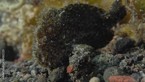 A small black frog fish sits on the rocky seabed, swaying from side to side.
Randall's frogfish (Antennarius randalli) 10 cm. Yellow to reddish-black, scattered white spots. photo