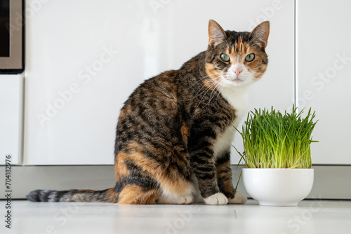Fototapeta Naklejka Na Ścianę i Meble -  Natural hairball treatment for cat. Pet sitting with green grass in bowl - germinated seeds of oat for kitten, source of vitamins, prevention of hairballs in intestines. Kitty looking at camera