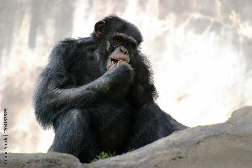 An old chimpanzee monkey eating a piece of fruit. An old chimpanzee monkey eating a piece of fruit.