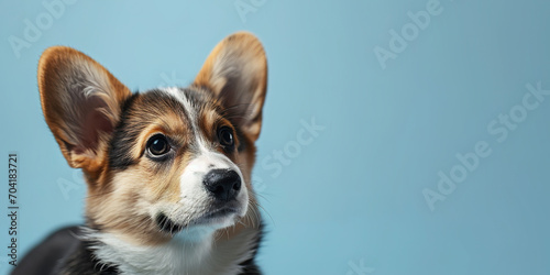 Adorable corgi puppy with curious questioning face isolated on light blue background with copy space. © Tepsarit